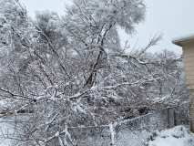 snow-tree-20240111-001