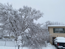 snow-tree-20240111-002