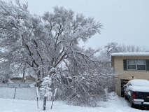 snow-tree-20240111-003