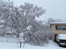 snow-tree-20240111-004