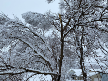 snow-tree-20240111-007