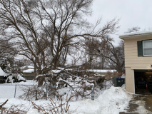 snow-tree-20240111-010