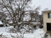 snow-tree-20240111-011