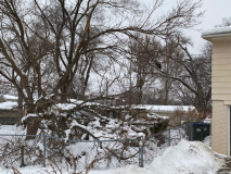 snow-tree-20240111-012