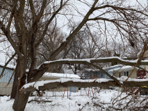 snow-tree-20240111-013