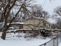 snow-tree-20240111-015