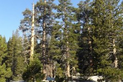 yosemite-2015-005
